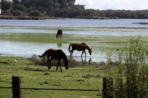 Imágenes de la marisma de El Rocío y de la laguna de El Portil llenas