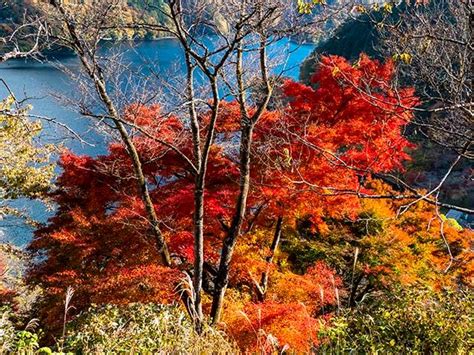 奥多摩湖の紅葉 Photo散歩