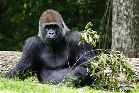 Black and White Picture of a Gorilla · Free Stock Photo