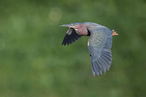 THE GREEN HERON