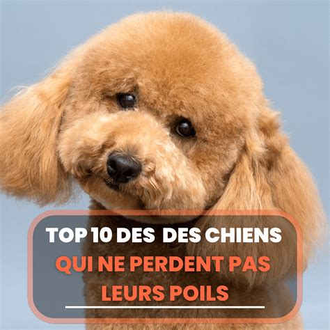 Top 10 Des Races De Chiens Qui Ne Perdent Pas Leurs Poils