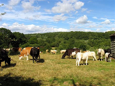 Dairy Farming near Bishop's Green © Pam Brophy cc-by-sa/2.0 :: Geograph