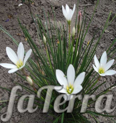 Зефирантес: уход в домашних условиях, выращиване | Фатера