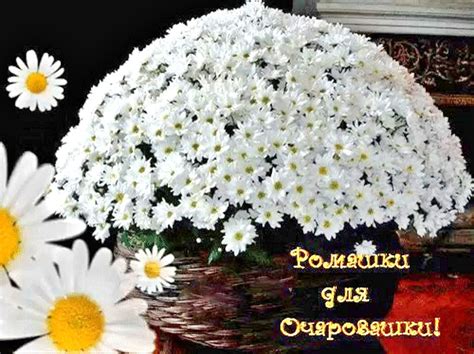 Букет ромашек открытка с днем рождения - 68 фото