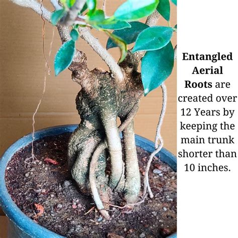 Aerial Root Ficus Bonsai Tree 12 Years Canopy Style Abana Homes