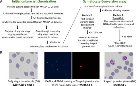 Plasmodium Falciparum Gametocyte Stages