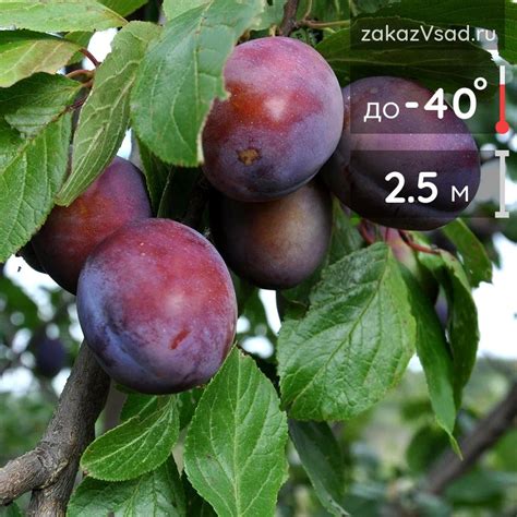 Слива домашняя Уральская - купить саженцы с доставкой по России