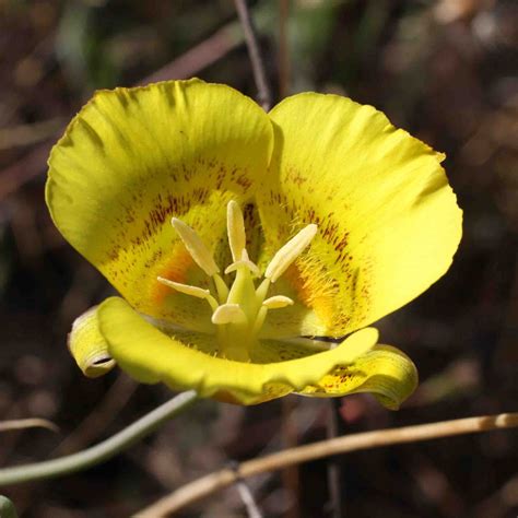 Liliaceae Calochortus Monflora