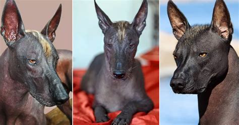 xolo  dog breed   anubis vibe illuzone