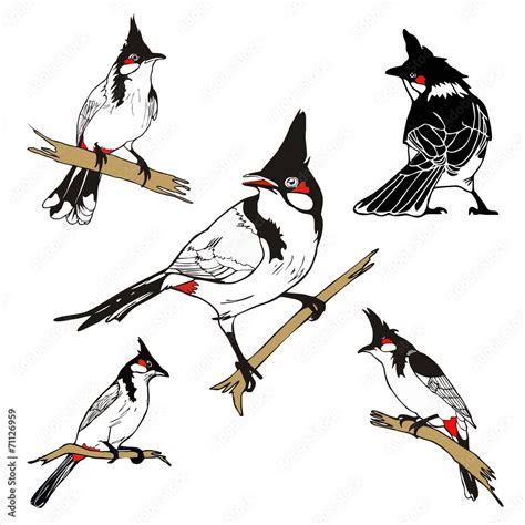 Five Character Of Red Whiskered Bulbul Birda Drawing Vector Stock