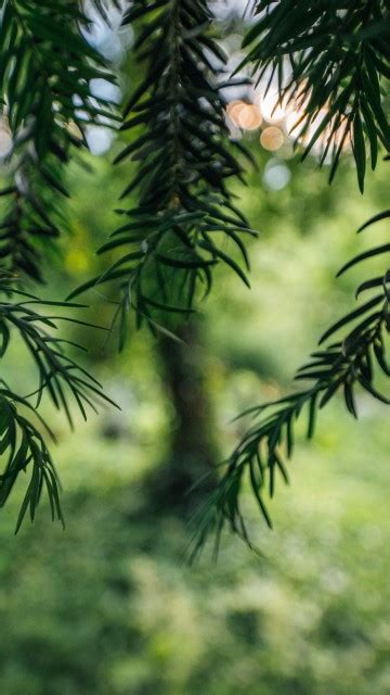 Closeup View Of Green Leaves Tree Branches In Blur Green Bokeh