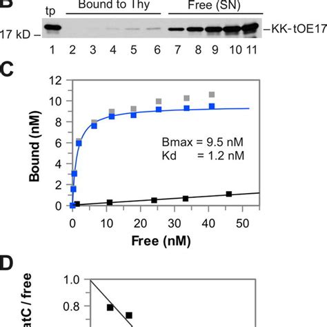 Binding Saturation Assay With Thylakoid Membranes A Increasing Download Scientific Diagram