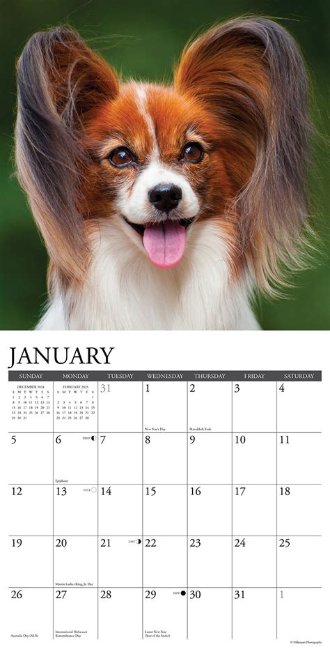 Buying Papillon Calendar Simply Order Online Kalenderwinkel Nl