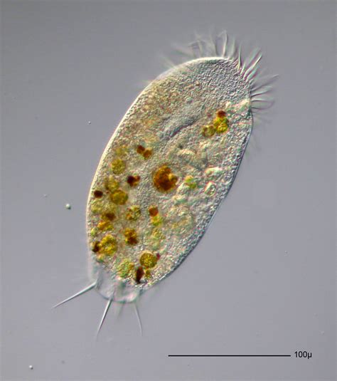 fotos gratis hoja insecto biologia invertebrado protista