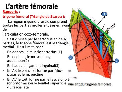 Anatomie Vascularisation Du Membre Inferieur Pdf