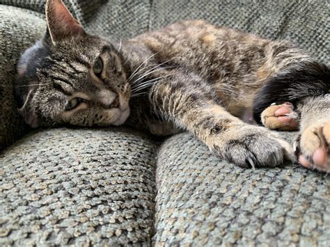 Best Dec Images On Pholder Dechonkers Military Porn And