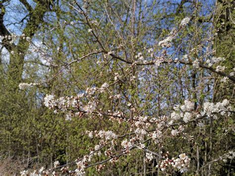 Growing Willow — Willow Coppice