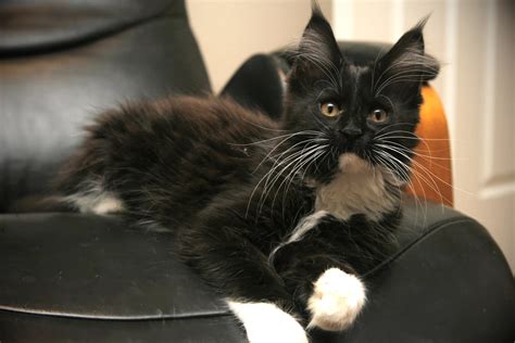 Maine Coon Cat Colors - 75 different color combos!