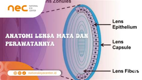 anatomi lensa mata  perawatannya