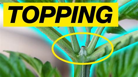 How To Top A Cannabis Plant Topping Weed Plant Guide Youtube