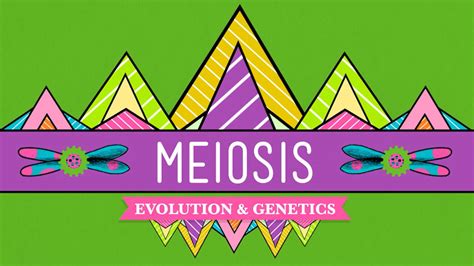 Crash Course Biology Meiosis Where The Sex Starts