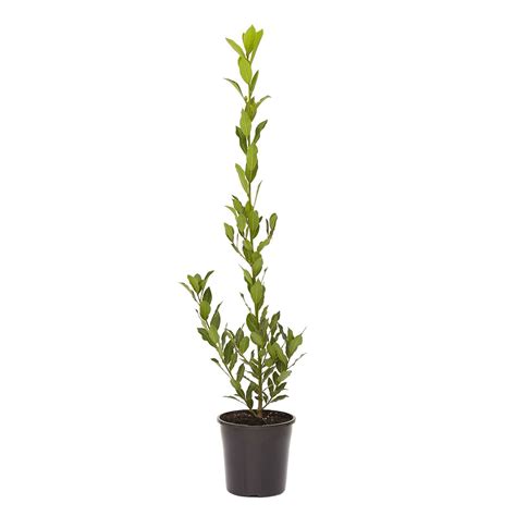 200mm Compact Bay Laurel - Laurus nobilis 'Miles Choice' | Culinary