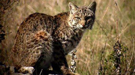 Indiana May Allow Hunting And Trapping Of Bobcats