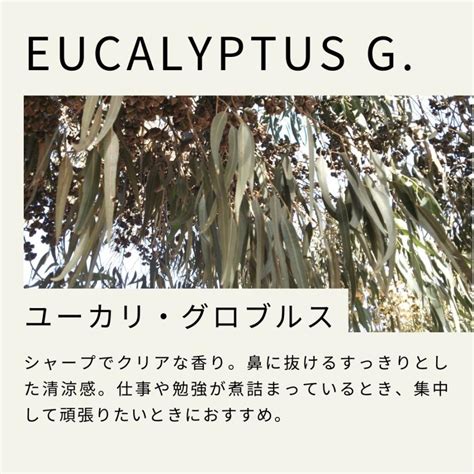 eucalyptus globulus ml