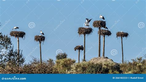 White Storks Ciconia Ciconia Mating At Los Barruecos Malpartida De