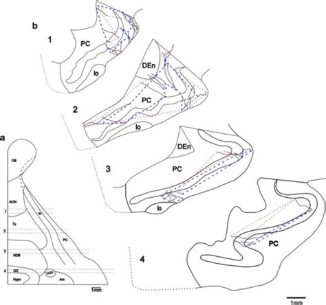 Axon Collaterals