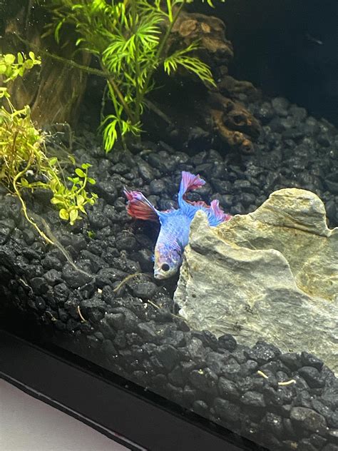 Children's place log in security has been improved for all users 21