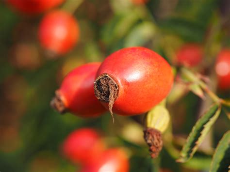 Free Images Tree Nature Branch Berry Flower Bush Food Red