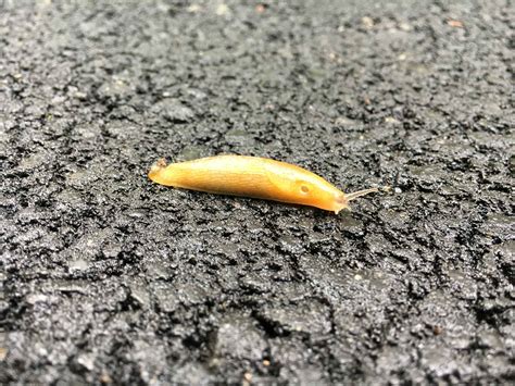 Garden Dilemmas, Delights & Discoveries, Ask Mary Stone Natural Slug