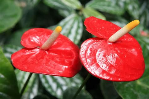 Como Cuidar do Antúrio e Ter uma Floração Maravilhosa Terragam