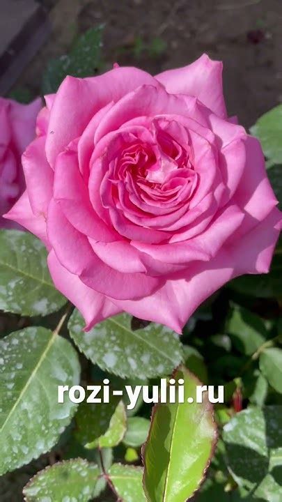 Роза «Эшли» самый востребованный сорт 🥀Каталог rozi-yulii.ru 🥀 # ...