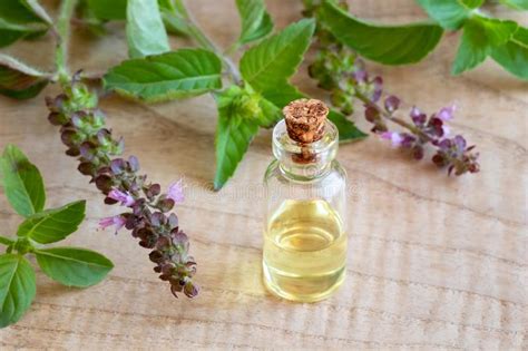 Une Bouteille D Huile Essentielle De Tulsi Avec Le Tulsi Frais Ou