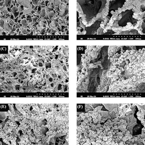 Surface Morphology Of Alginate Hap Composite Scaffolds 3 Alginate Download Scientific