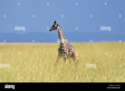 masai mara serengeti Stock Photo - Alamy