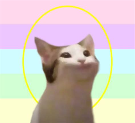 #pop cat meme on Tumblr