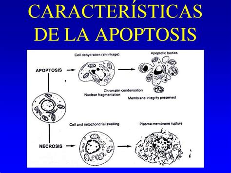 APOPTOSIS Ppt Descargar