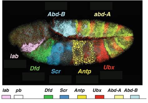 Confocal Image Of Septuple In Situ Hybridization Exhibiting The Spatial Download Scientific