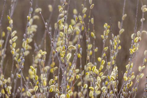Salix Caprea Pussy Willow