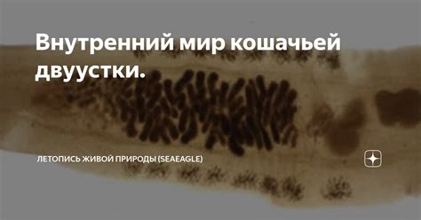 Внутренний мир кошачьей двуустки. | Летопись живой природы | Дзен