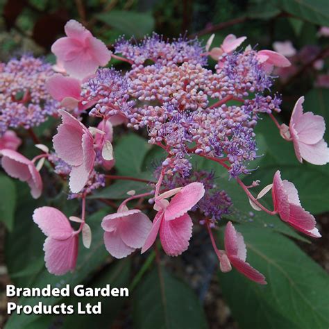 Hydrangea Aspera Hot Chocolate Van Meuwen