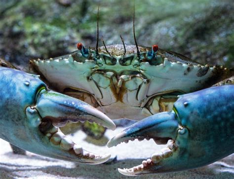 crab facts   fascinating crustaceans