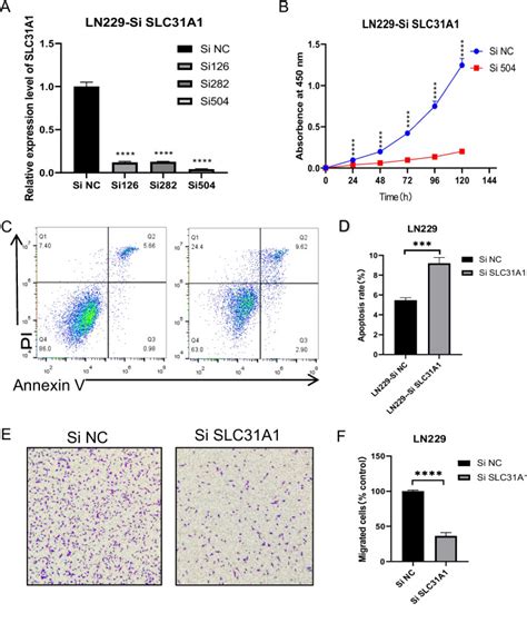 Cuproptosis Related Gene Slc31a1 Expression Correlates With The