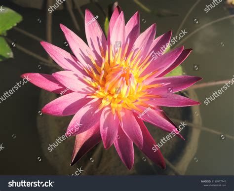 Top View Water Lily Pool Giving Stock Photo 1199977741 Shutterstock