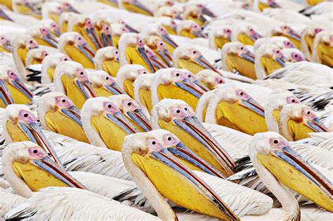 Много птичек не бывает | Пикабу