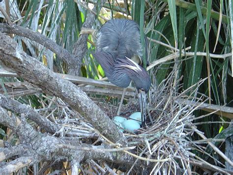 Blue Heron Eggs Flickr Photo Sharing