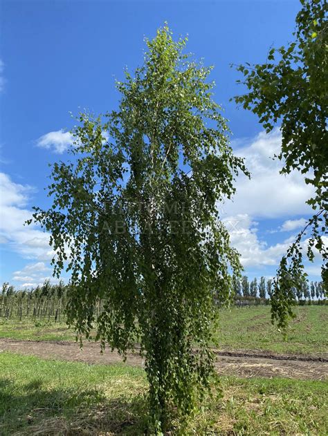 Береза повислая "Тристис" купить саженцы в питомнике в Москве, Туле ...